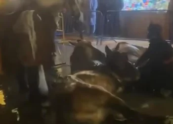 Dos caballos acaban en el suelo en la cabalgata de Oviedo a causa de la lluvia>