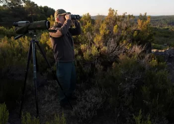 El enigma del lobo avistado hace casi un mes en la provincia de Ciudad Real>