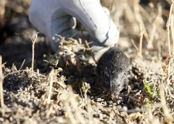 La Comisión de Roedores aconseja el laboreo del terreno para la destrucción de galerías y nidos del topillo>
