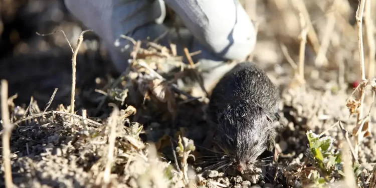 La Comisión de Roedores aconseja el laboreo del terreno para la destrucción de galerías y nidos del topillo>