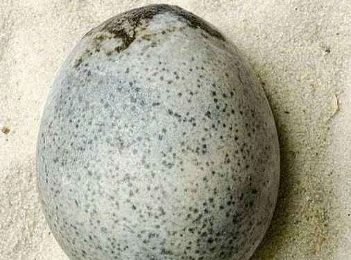 Encontraron un huevo de gallina de 1700 años y quedaron sorprendidos con lo que había en su interior: “Se movía”