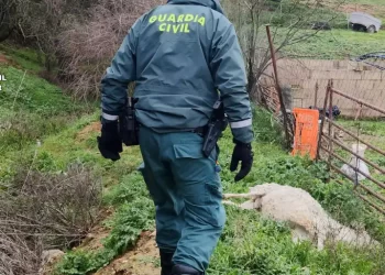 Investigan a un ganadero por dejar morir a multitud de animales por falta de agua, comida y cuidados en Guadalajara>