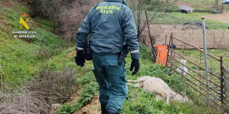 Investigan a un ganadero por dejar morir a multitud de animales por falta de agua, comida y cuidados en Guadalajara>