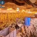 La nave de Ajofrín que pasó de criadero de pollos a ser macroplantación de marihuana y laboratorio de cocaína>