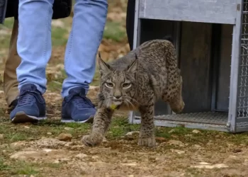 El lince: el ‘rey’ de los depredadores andaluces coloniza nuevas tierras>