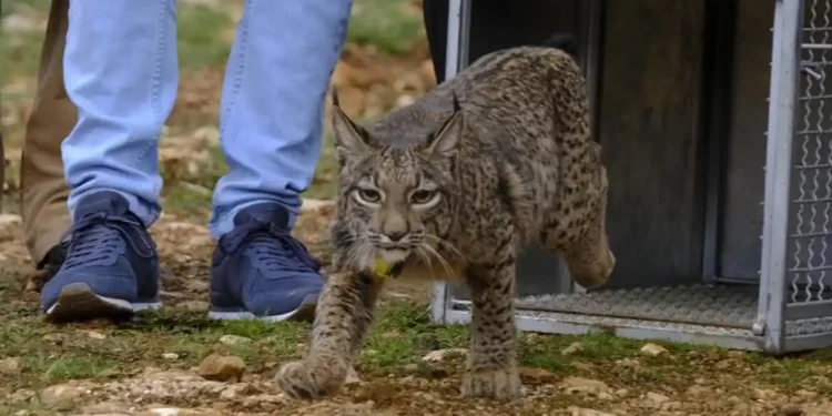El lince: el ‘rey’ de los depredadores andaluces coloniza nuevas tierras>