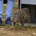 El lince: el ‘rey’ de los depredadores andaluces coloniza nuevas tierras>