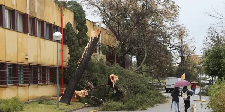 (En vídeo) La lluvia y el viento causan en Córdoba daños en el Reina Sofía, el Patio de los Naranjos y El Fontanar>