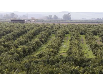 La entrada masiva de naranja de fuera de Europa impacta en los precios en Córdoba>
