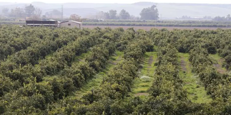 La entrada masiva de naranja de fuera de Europa impacta en los precios en Córdoba>