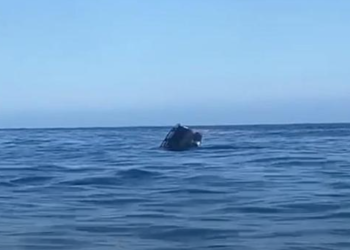 Un coche se cae del ferry en Canarias y se hunde ante los pasajeros>