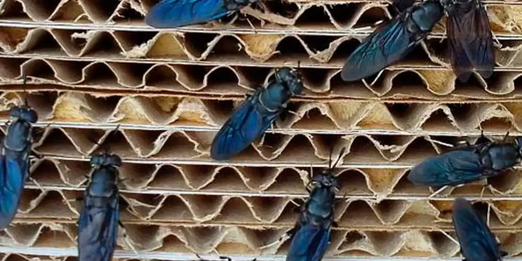 Una granja de insectos soldado en Cuenca, premiada por su proyecto de cría de mosca negra soldado con 100.000 euros>