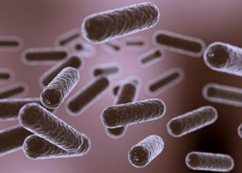 Descubren “vampiros” intestinales: estas son las bacterias que utilizan la sangre como un alimento