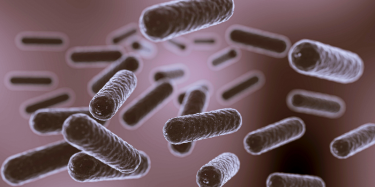 Descubren “vampiros” intestinales: estas son las bacterias que utilizan la sangre como un alimento