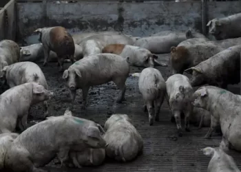 El Gobierno de Castilla-La Mancha no descarta ahora proyectos de tierras raras, pero con condiciones>