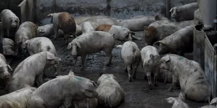 El Gobierno de Castilla-La Mancha no descarta ahora proyectos de tierras raras, pero con condiciones>
