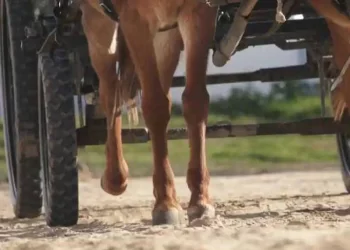 El Ayuntamiento de Almonte desestima las alegaciones y la nueva tasa para carruajes en El Rocío entrará en vigor esta romería>