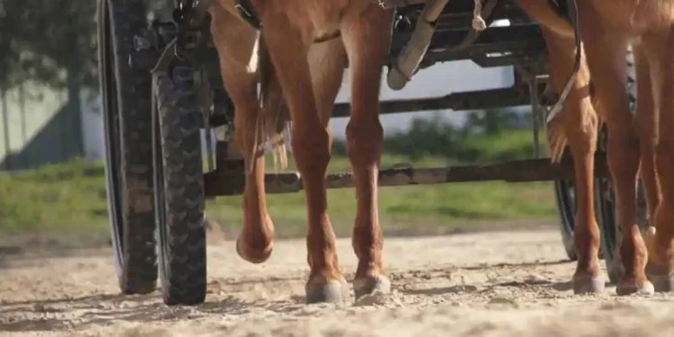 El Ayuntamiento de Almonte desestima las alegaciones y la nueva tasa para carruajes en El Rocío entrará en vigor esta romería>