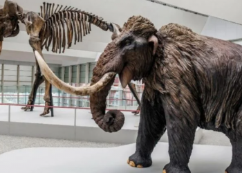 Hallazgo sin precedentes: encontraron restos de un mamut de hace 40.000 años en una vinoteca