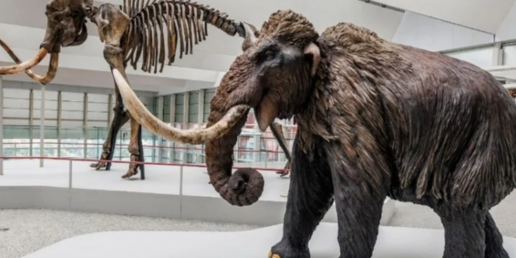 Hallazgo sin precedentes: encontraron restos de un mamut de hace 40.000 años en una vinoteca
