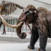 Hallazgo sin precedentes: encontraron restos de un mamut de hace 40.000 años en una vinoteca