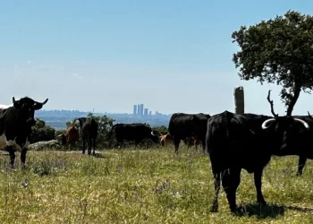 Los toros que nacieron durante la pandemia se lidian este año en la Feria de San Isidro de Las Ventas>