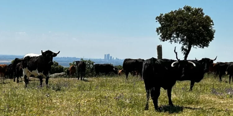 Los toros que nacieron durante la pandemia se lidian este año en la Feria de San Isidro de Las Ventas>
