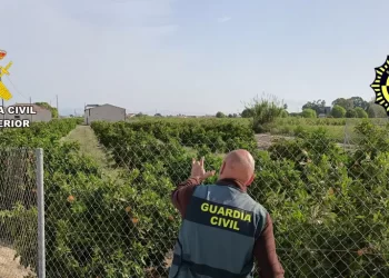 Sorprenden a dos ladrones mientras roban 250 kilos de naranjas y limones en Alicante>