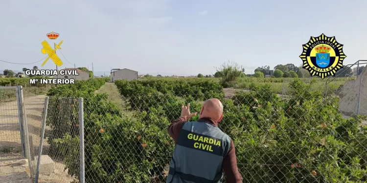 Sorprenden a dos ladrones mientras roban 250 kilos de naranjas y limones en Alicante>