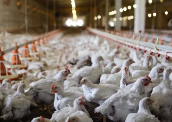 Bendita producción animal>