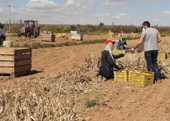 El Gobierno de España destina más de 12 millones para contratar 2.224 desempleados del sector agrario>