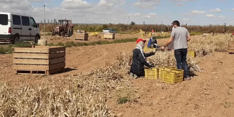 El Gobierno de España destina más de 12 millones para contratar 2.224 desempleados del sector agrario>