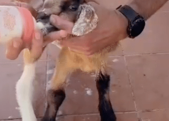 La imagen más tierna del día: rescatan a una cabrita bebé que había quedado atrapada en Fuerteventura>