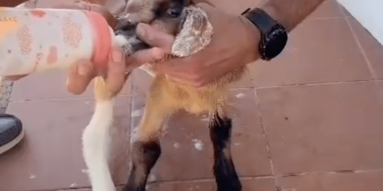 La imagen más tierna del día: rescatan a una cabrita bebé que había quedado atrapada en Fuerteventura>