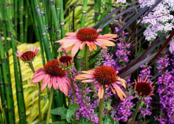 La hierba medicinal que previene las infecciones respiratorias y evita que las personas tengan que recurrir a los antibióticos