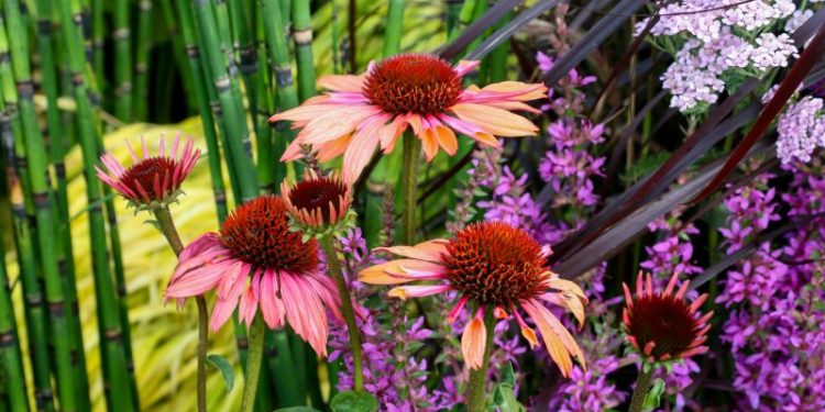 La hierba medicinal que previene las infecciones respiratorias y evita que las personas tengan que recurrir a los antibióticos