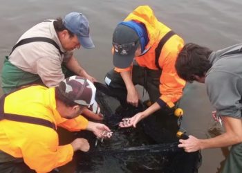 Descubren dos nuevas especies de peces en Córdoba