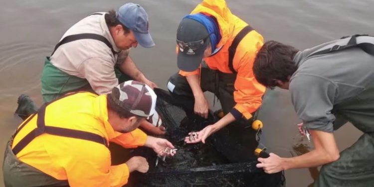 Descubren dos nuevas especies de peces en Córdoba