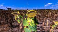 Inundaciones, incendios y sequía: cómo los inversores están subestimando el cambio climático