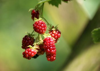 La fruta medicinal que cura el dolor de rodilla, genera colágeno y fortalece las articulaciones