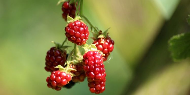 La fruta medicinal que cura el dolor de rodilla, genera colágeno y fortalece las articulaciones