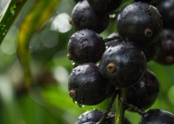 La fruta que pocos conocen, pero es un potente antioxidante, combate el envejecimiento y está repleta de fibra