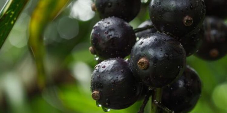 La fruta que pocos conocen, pero es un potente antioxidante, combate el envejecimiento y está repleta de fibra