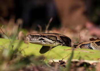 La superserpiente que aterrorizó a Estados Unidos: como se combatió a la especia que invadió el estado de Florida