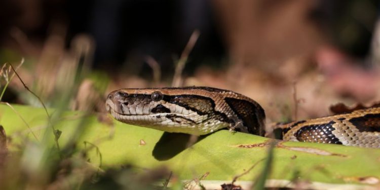 La superserpiente que aterrorizó a Estados Unidos: como se combatió a la especia que invadió el estado de Florida