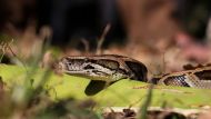 La superserpiente que aterrorizó a Estados Unidos: como se combatió a la especia que invadió el estado de Florida