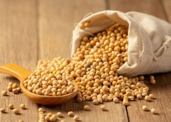 Una investigación científica reveló que la soja ayuda a ganar músculo si la comés luego de entrenar