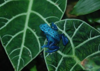 Uno de los animales más venenosos del mundo mide solo 5 centímetros y habita en Sudamérica: en qué parte del continente lo podés encontrar