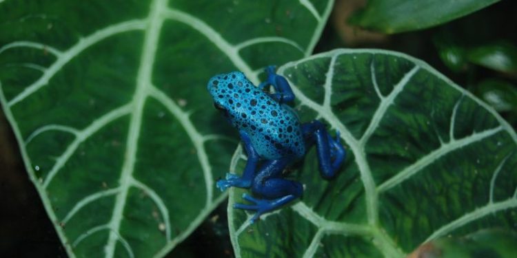 Uno de los animales más venenosos del mundo mide solo 5 centímetros y habita en Sudamérica: en qué parte del continente lo podés encontrar