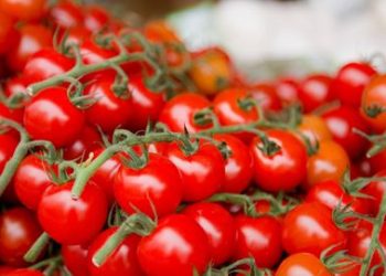 Azura complementa la demanda de tomate cherry en Europa con 180.000 toneladas anuales